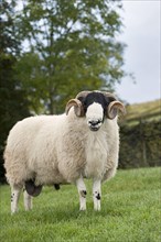 Kendal Rough Fell Sheep