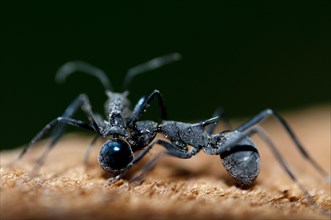 Marauder Ant