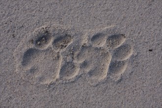 African Lion Lion tracks
