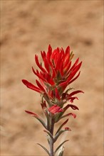 Flowering head of the Desert Paintbrush