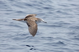 White-faced Shearwater