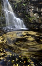 Fallen leaves swirling in plunge pool of waterfall