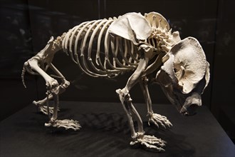 Skelett von Bao Bao aus dem Berliner Zoo
