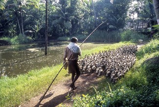 A man grazing a flock of ducks in Alappuzha
