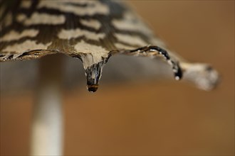 Water droplets on the cap of coprinopsis picacea