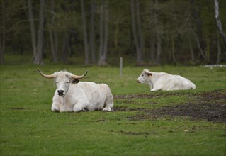 English park cattle