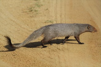 Ruddy Mongoose