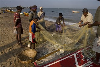 Fishermen remove fish from the net on Negombo beach Sri Lanka