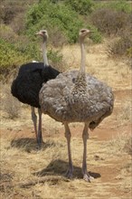 Somali ostrich