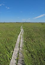 Wooden boardwalk over marshland habitat