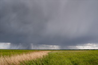 Rain clouds over reed beds and coastal grazing marsh habitat