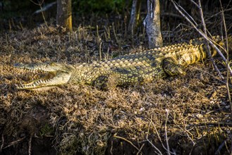 Crocodile in the mangrove forest