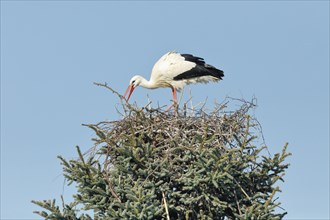 Single white stork building a nest in a treetop under a blue sky