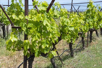 Wine growing