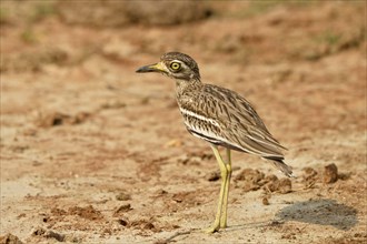 Indian indian stone-curlew