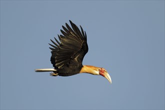 Blyth hornbill