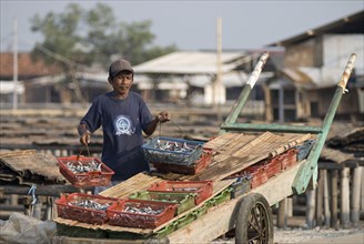 Man lifting fish in baskets from the cart to lay them on mats to dry