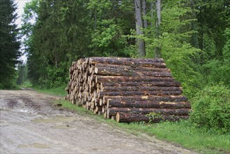 Log pile in woodland
