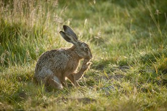 European hare