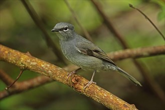 Slate-coloured solitary
