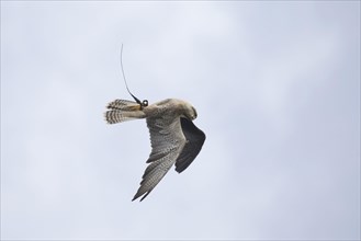 Adult lanner falcon