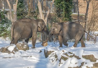 Elephants in the snow