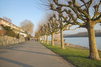 Rhine promenade with plane trees in Biebrich Wiesbaden