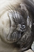 Southern elephant seal