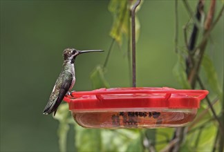 Long-billed Starthroat