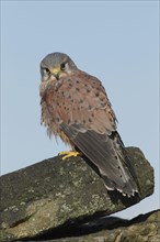 Common common kestrel