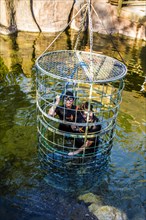 Diving with crocodiles in a steel cage