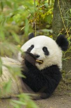 Giant Panda