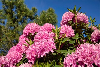 Rhododendron in a park