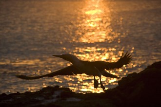 Blue footed booby flying at sun set