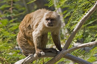 White-fronted capuchin