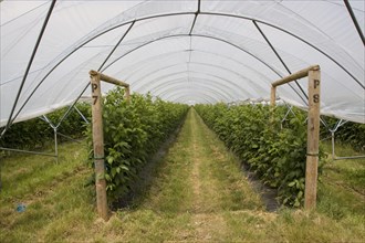 Maravilla raspberries grow in a polly tunnel