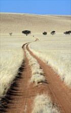 Tracks of 4 x 4 vehicles cut through bushman grass in the Namib Desert