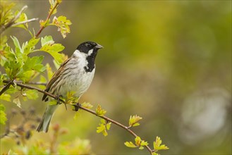 Reed Bunting