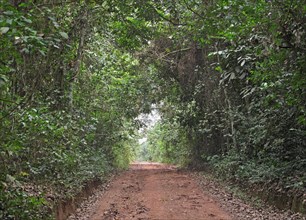 Track through dense tropical rainforest