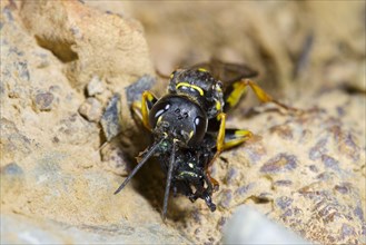 Field Digger Wasp