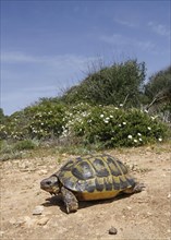 Mediterranean Spur-thighet Tortoise