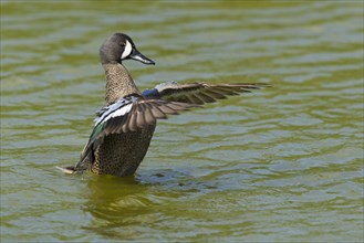 Blue-winged teals