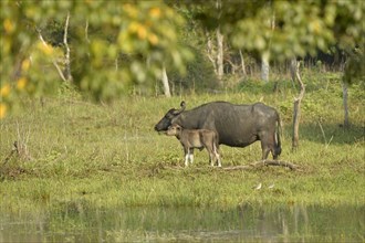 Wild water buffalo