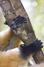 Diademed Sifaka's Hands and Feet