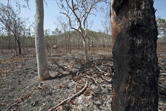 Burnt forest habitat after a bushfire near Cairns