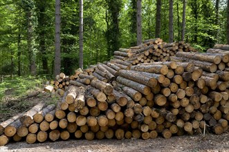 Pile of felled conifer logs in woodland
