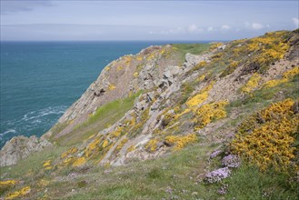 View of sea cliffs with spring flowers