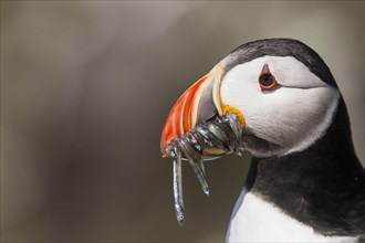 Puffin