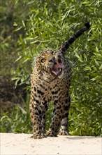 Parana jaguar