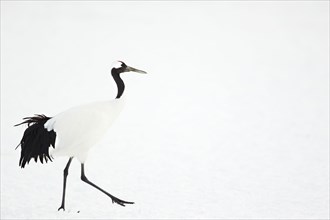Japanese red-crowned crane